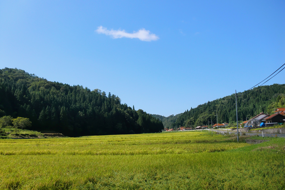 美味しいお米